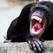 Nejhorší lidožrouti: Frodo - šimpanz, kterému zachutnalo lidské maso