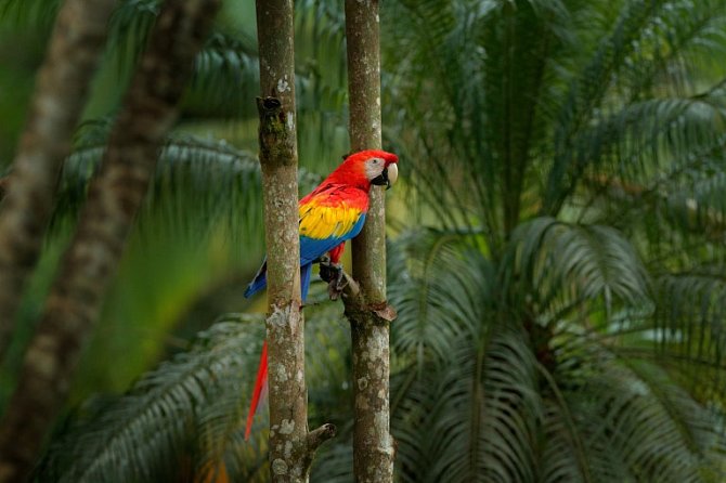 Objevte Kostariku, zelený poklad Střední Ameriky