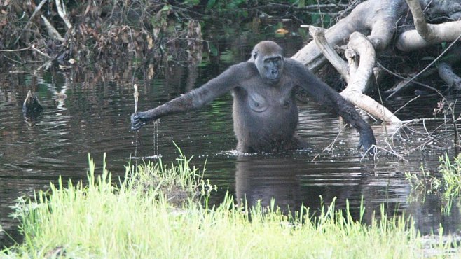 Gorily opět překvapily: naučily se stavět mosty