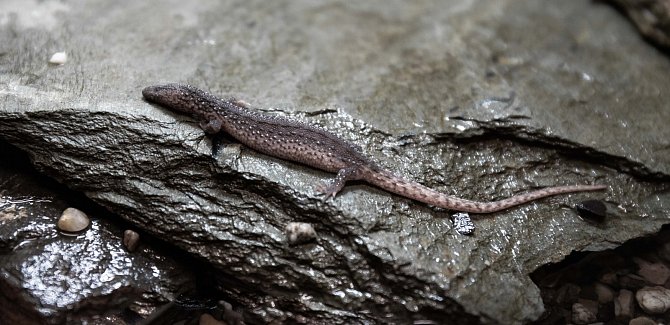 Varanovci bornejští žijí skrytě podél vodních toků v podzemních úkrytech a jsou aktivní převážně v noci.