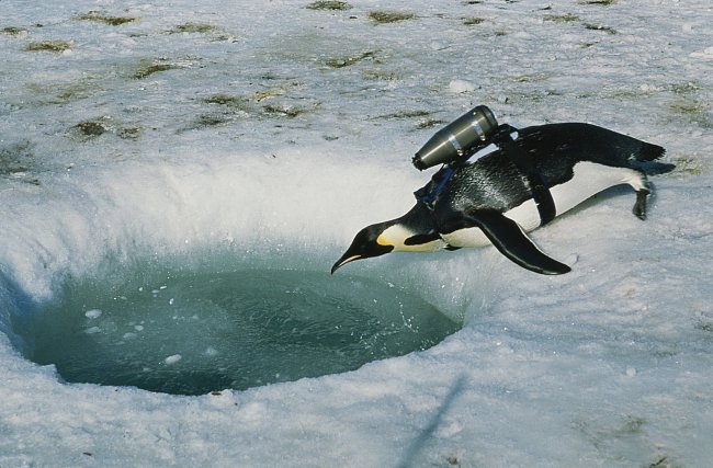 Tučňák císařský na Antarktidě s kamerou na zádech.  