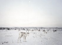 Sámští pastevci sledují migrace sobů, kteří za letních měsíců putují přes severní Skandinávii a Rusko ze zimních pastvišť do chladnějších oblastí. FOTO: Erika Larsen pro National Geographic