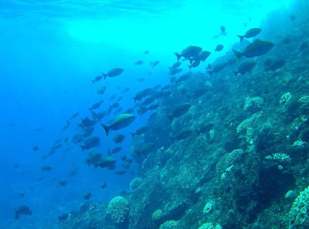 Podmořský svět u ostrovů nebyl dosud pořádně prozkoumán.