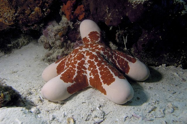 Hvězdice (Choriaster sp.)