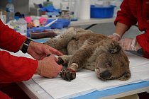 Na provoz provizorní veterinární nemocnice přicházejí peníze ze všech koutů světa. Pomohla i část sbírky, kterou vyhlásila Zoo Praha.