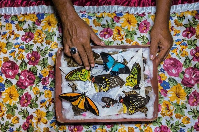 Lovec motýlů na indonéském ostrově Bacan třídí své úlovky, které bude prodávat na Bali. Odtamtud budou motýli putovat přes Asii ke sběratelům na celém světě.