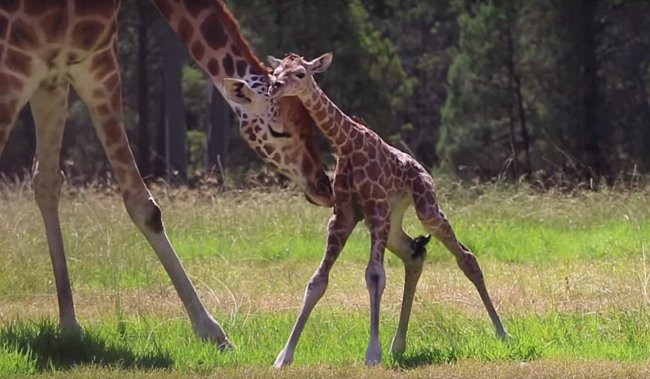 Přestože žirafy v divočině rodí zpravidla v ranních hodinách, Asmara si počkala na brzké odpoledne.