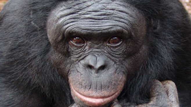 VIDEO: Šimpanz se naučil rozdělat oheň. A vyrábí si vlastní nástroje