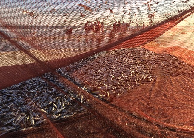 O sardinky má zájem nejen místní trh, ale i zahraničí, protože se můžou prodávat čerstvé, mražené i konzervované.