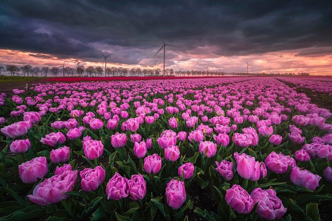 Lány rozkvetlých tulipánů sklízejí stroje podobné kombajnům, květiny seřežou a ty putují rovnou na květinovou burzu.