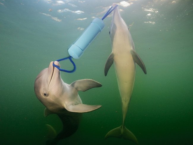 Delfíni jsou nesmírně zdatní při řešení problémů. Tito dva delfíni skákaví nedaleko souostroví Florida Keys rychle přišli na to, že trubici z PVC plnou ryb otevřou jedině tehdy, budou-li spolupracovat.