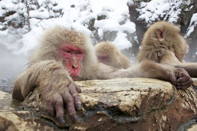 Tlupy makaků mohou čítat až několik stovek jedinců. 