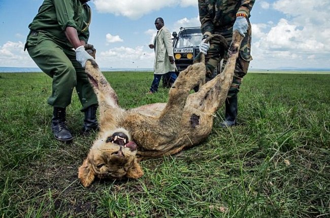 Mladý samec byl jedním ze tří uhynulých lvů ze slavné keňské smečky Marsh Pride. V roce 2015 sežrali maso z kravské zdechliny, již masajští pastevci „ochutili“ insekticidem karbosulfanem poté, co jim lvi usmrtili několik krav.