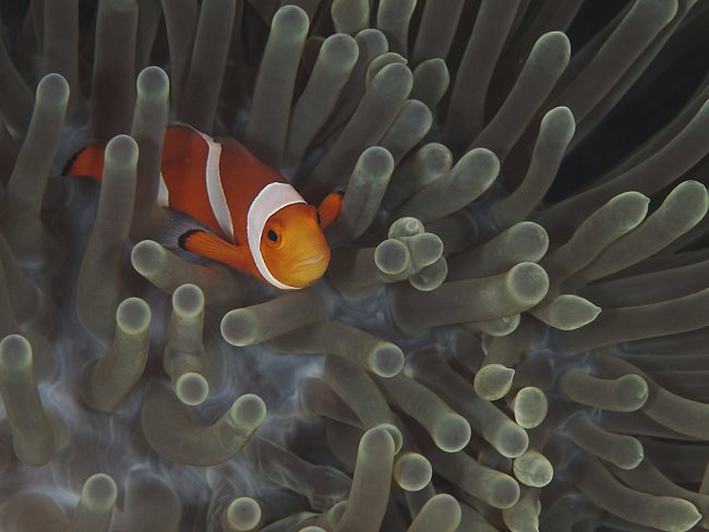 Klaun očkatý (Amphiprion ocellaris)