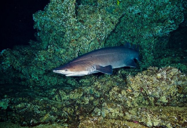 Las Gemalas, Kostarika: Žralok ostnatý