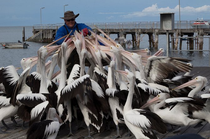 Více než 50 hladových pelikánů se konečně dočkalo. Ptáci už netrpělivě vyhlíželi muže, který jim v australském městě Kingscote přinesl bednu plnou ryb.