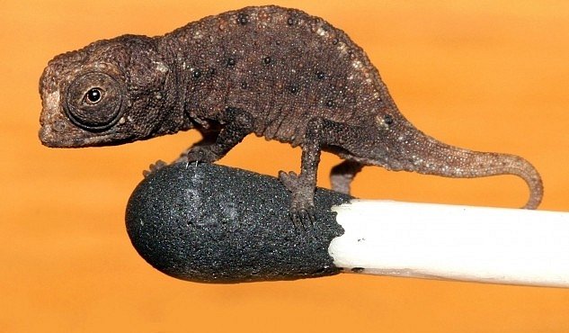 Nejmenší chameleon na světě se může procházet po špičce zápalky