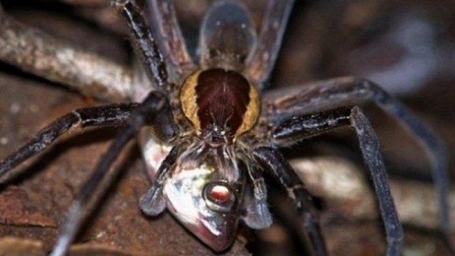 Pavouci dokáží lovit ryby jedovatým útokem ze zálohy