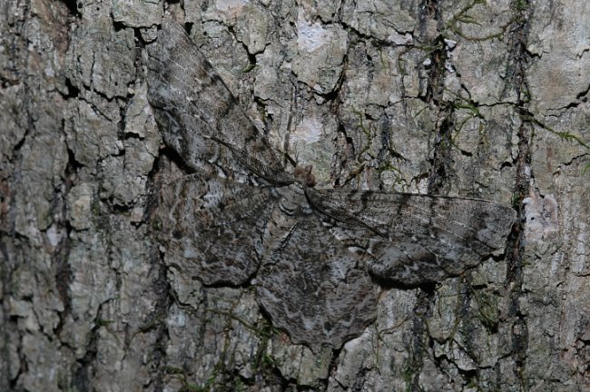 Můra (Epimecis hortaria) je od kůry stromu k nerozeznání