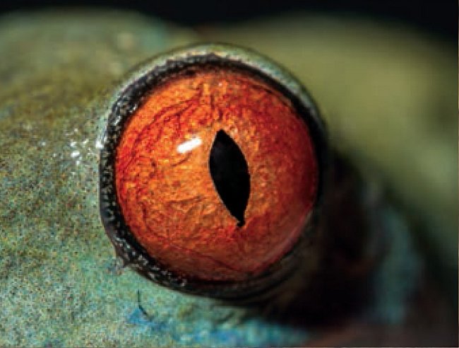 5. Čí jsou to oči?  a) ropucha obecná b) moucha domácí c) listovnice červenooká