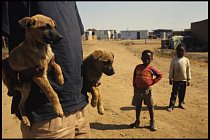 V chudé Africe je veterinární péče o zvířata pro majitele příliš drahá a mnohdy ani není dostupná.