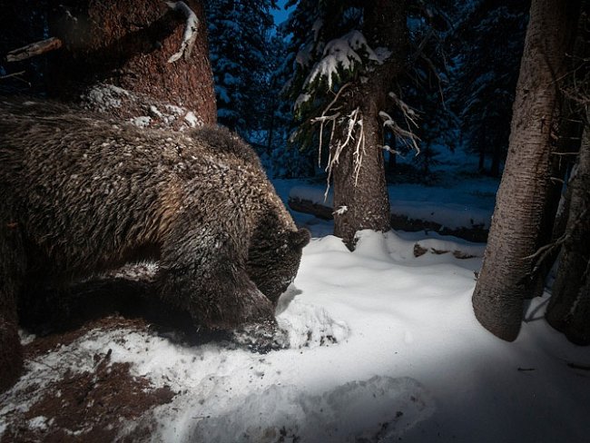 Fotopast poblíž Yellowstonského národního parku zachytila medvěda grizzly při loupeži semen borovice bělokmenné ze skrýše veverky. Semena jsou pro tento ohrožený druh důležitou potravou.