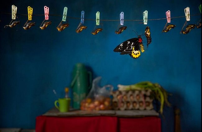 V kuchyni turistického domu v Západní Papui v Indonésii se líhne obrovský ptakokřídlec. Čerstvě vylíhnutí motýli bývají usmrceni velmi záhy, dokud mají nepoškozená křídla. Legální i ilegální obchod se vzácnými motýli je rozšířen na celém světě.