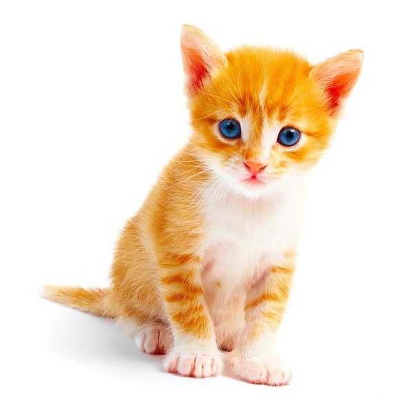 kitten isolated on white background