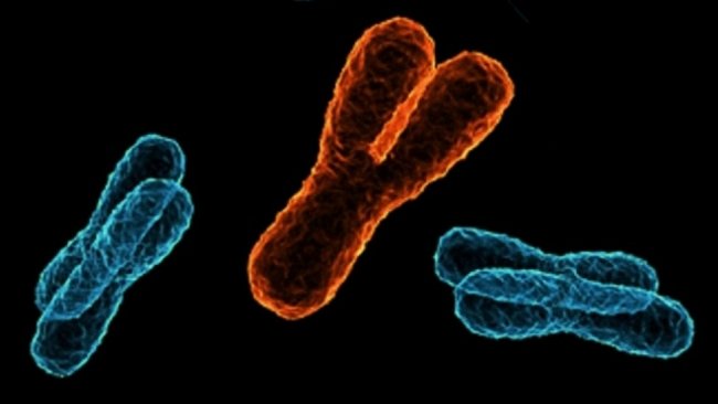 Chromosom Y dovedl vědce ke třem otcům většiny Evropanů.