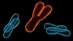 Chromosom Y dovedl vědce ke třem otcům většiny Evropanů.
