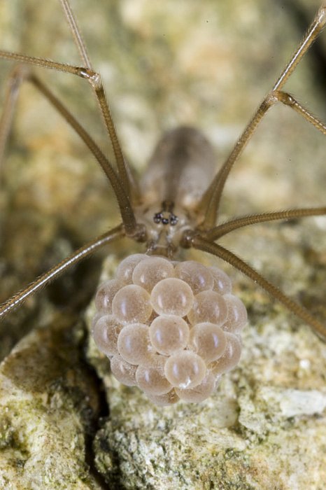 Samička pavouka třesavky ukládá vajíčka do dekorativního kokonu z řídké pavučiny, aby se jejího pokladu nezmocnili dravci, nosí ho neustále s sebou. Protože ho však přidržuje klepítky u ústního otvoru