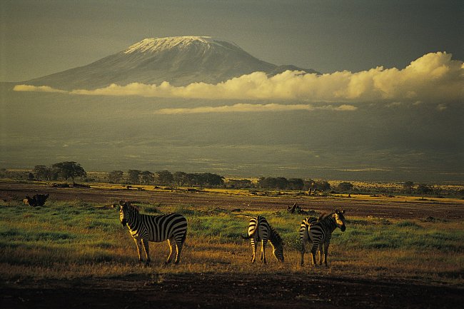 Zebry v národním parku Amboseli (v pozadí Kilimandžáro za hranicemi v Tanzanii)