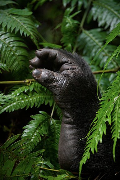 Z deštného pralesa v ugandském Bwindi Impenetrable Forest vykukuje ruka gorily horské. Počet ohrožených primátů v národních parcích Bwindi a Virunga Mountains se ustálil přibližně na 780 zvířatech. FO