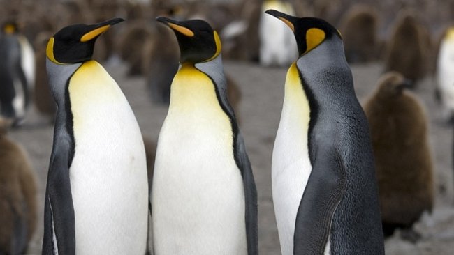 Jediní tučňáci na severní polokouli žili na Lofotech. Příběh jednoho lidského experimentu