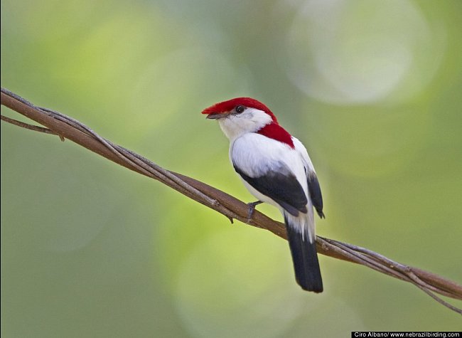 Pipulka Bokermannova (Antilophia bokermanni).