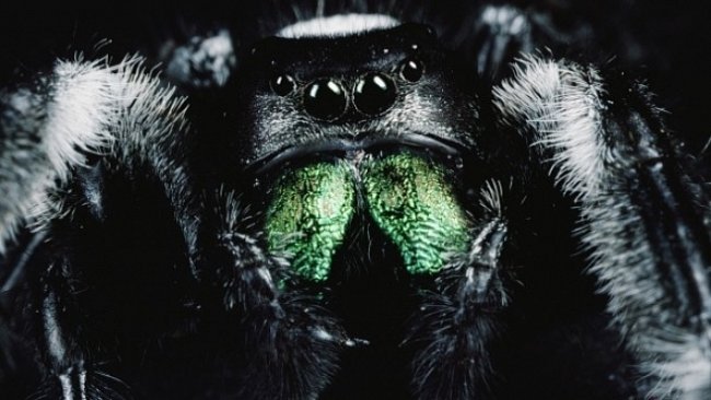 Proč se bojíme pavouků? Strach z nich máme v genech