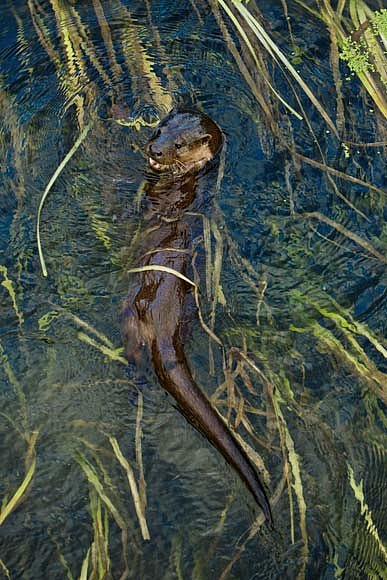 Mladý samec se s rozšířenými nozdrami vynořuje nad hladinu poté, co lovil v mělčinách řeky v Dorsetu zarostlých rákosím vranky. 