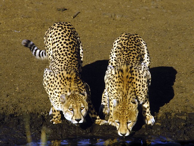 Gepard je stvořen k úspěchu - až 70 % jeho loveckých pokusů končí úspěchem.
