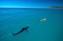 Fotograf Tom Peschak až na posledním snímku svého filmu zachytil fotografii, na kterou celou dobu čekal: velký bílá masa za kajakem vědce Treye Snowa. „Místo toho, aby vědec sledoval žraloka, sledoval žraloka vědce,“ říká Peschak.
