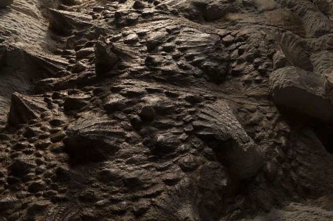 Kostní pláty, které byly základem zuulových hrotů, kupodivu fosilizovaly na svém původním místě. Obvykle se tyto kostěné plátky (zvané osteodermy) nacházejí roztroušené kolem těla, protože v průběhu rozkladu se uvolnily z kůže.