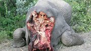 Genocida slonů: pytláci zahubí více kusů, než se jich narodí
