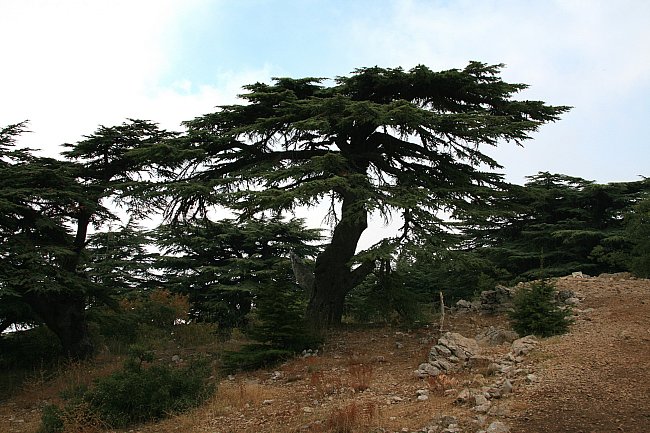  Cedr jr libanonským národním stromem.