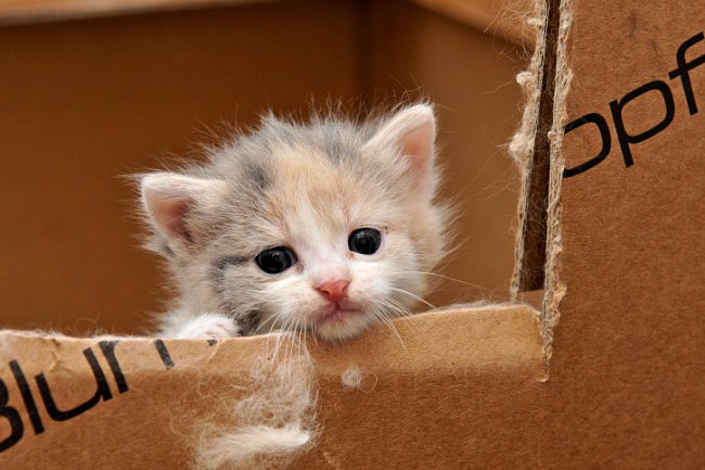 cat looking out of a box