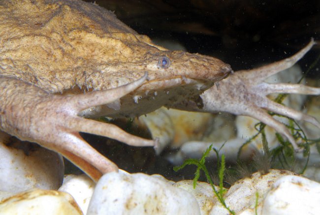 Jihoamerické žáby pipy předvádějí při páření ve vodě salta, aby se vajíčka po nakladení dostala na matčin hřbet. Její partner je vmáčkne do zbytnělé kůže a oplodní. 