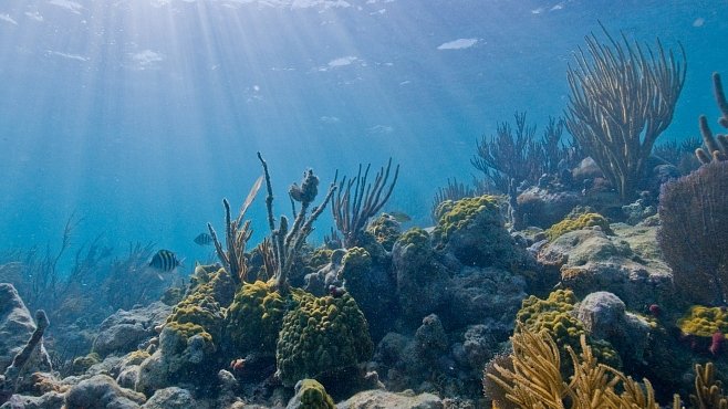 Na oceánské dno a ke korálovým útesům se ponoříte z domova. Pomůže vám Google