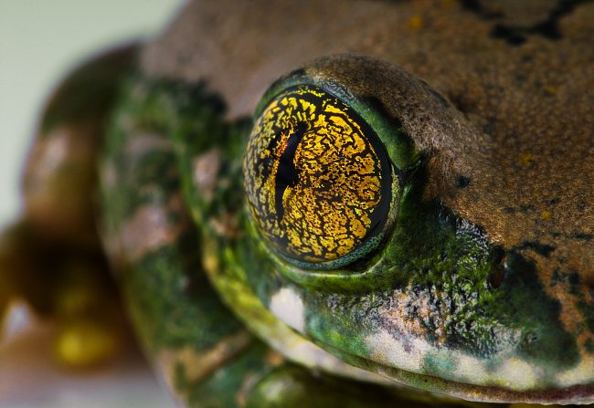 Dospělé žáby mají tři dobře vyvinutá oční víčka. 