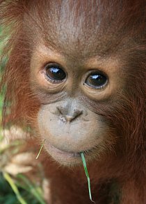 Lexsi, mladý orangutan ze záchranného programu