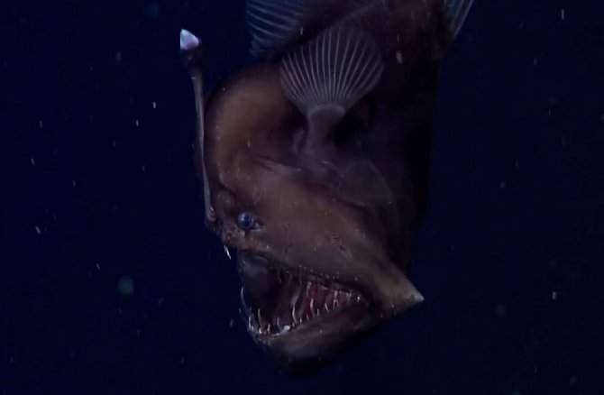 Mořský ďas, kterého se poprvé podařilo zachytit v hlubinách Pacifiku, 600 metrů pod hladinou.
