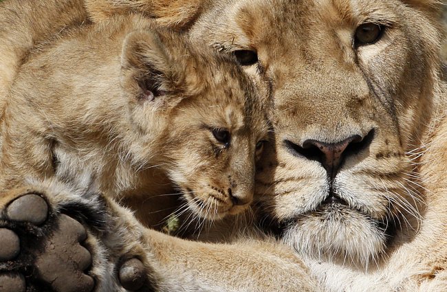  Vzájemné souboje lvíčat o jídlo jsou v divočině na denním pořádku, proto se až 80 % mláďat nedožije ani dvou let. Navíc když nový samec přebírá vládu nad smečkou původním samcům, zabije většinou mláď