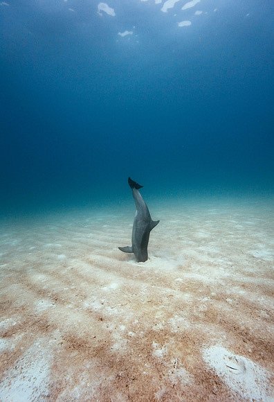 Delfín nedaleko bahamských ostrovů Bimini pomocí echolokace vyhledává ryby ukryté na mořském dně. Jakmile nějakou objeví, vyhrabe ji z písku „zobákem“.